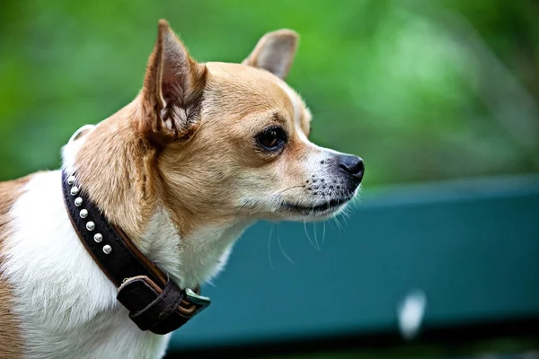 Pies Chihuahua Miłym Pozie Kamery — Zdjęcie stockowe