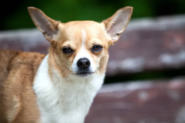 Pies Chihuahua Miłym Pozie Kamery — Zdjęcie stockowe
