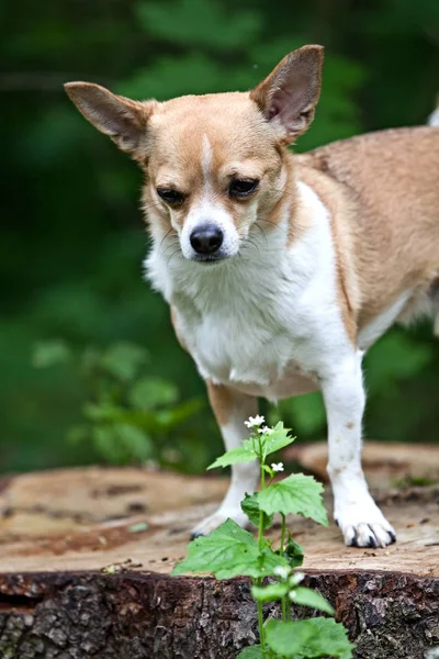 Pes Chihuahua Pěknou Pozice Pro Fotoaparát — Stock fotografie