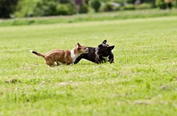 Francia Bulldog Játék Körül Füvön Chihuahua — Stock Fotó