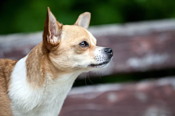 Kamera Için Güzel Bir Poz Ile Chihuahua Köpek — Stok fotoğraf