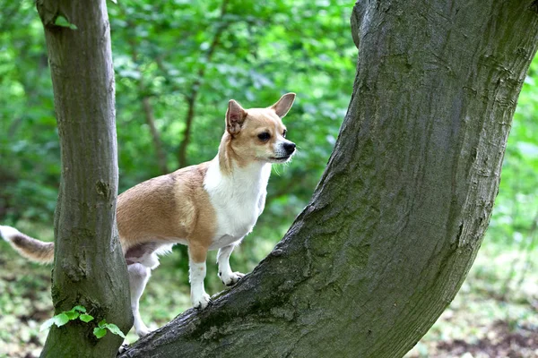 Chihuahua Perro Con Una Bonita Pose Para Cámara — Foto de Stock