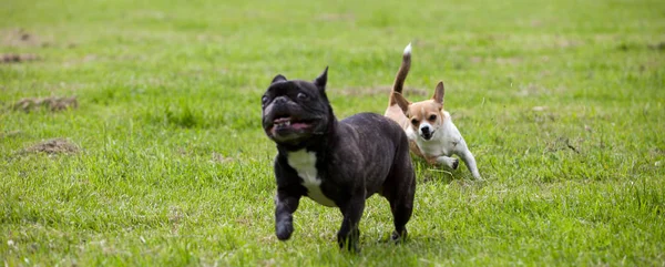 Two Dogs Playing Each Other Garden — Stock Photo, Image