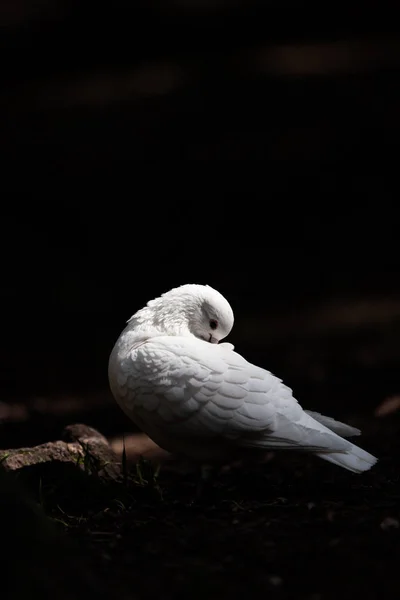 Porumbel Alb Stând Copac Pădure — Fotografie, imagine de stoc