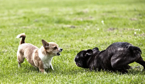 Francia Bulldog Játék Körül Füvön Chihuahua — Stock Fotó