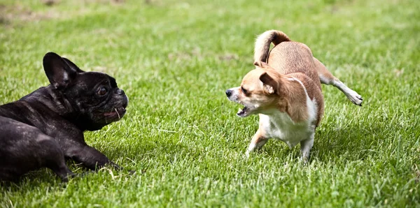 Francia Bulldog Játék Körül Füvön Chihuahua — Stock Fotó