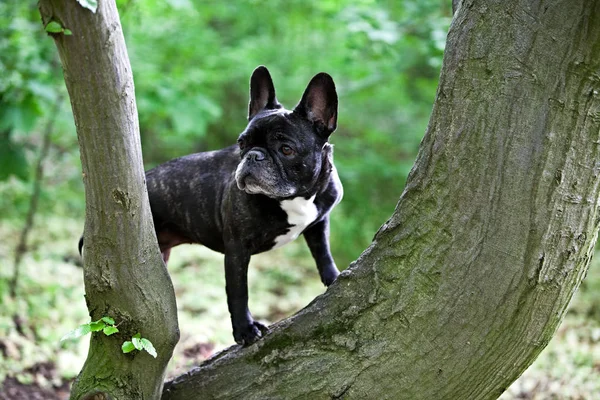 Francia Bulldog Egy Szép Póz Kamera — Stock Fotó