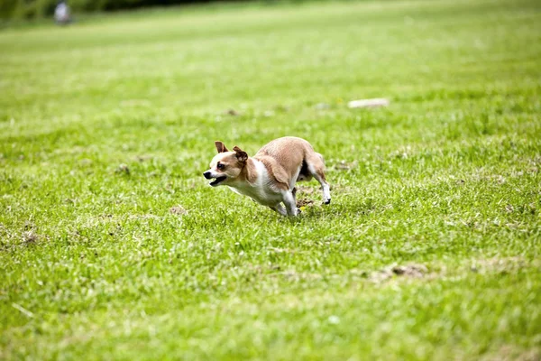 Chihuahua Bir Parkta Çim Üzerinde Çalışan — Stok fotoğraf