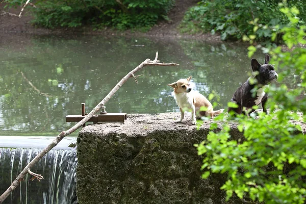 Chihuahua French Bulldog Sitting Riverside — Stock Photo, Image