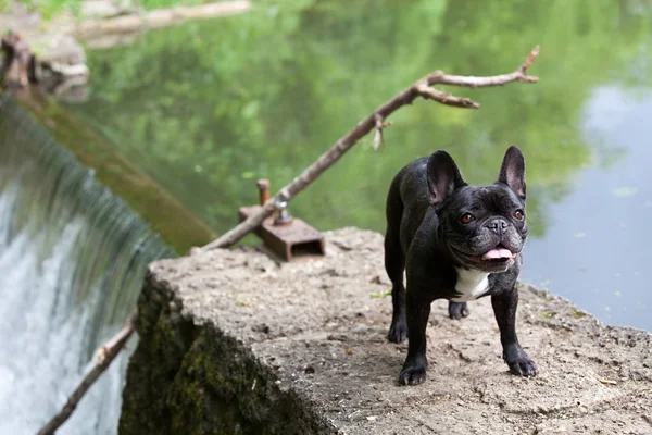 Francia Bulldog Egy Szép Póz Kamera — Stock Fotó