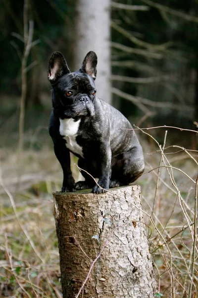 法国斗牛犬坐在木头上的原木上 — 图库照片