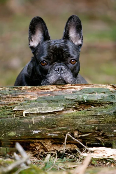 法国斗牛犬背后的木材原木 — 图库照片