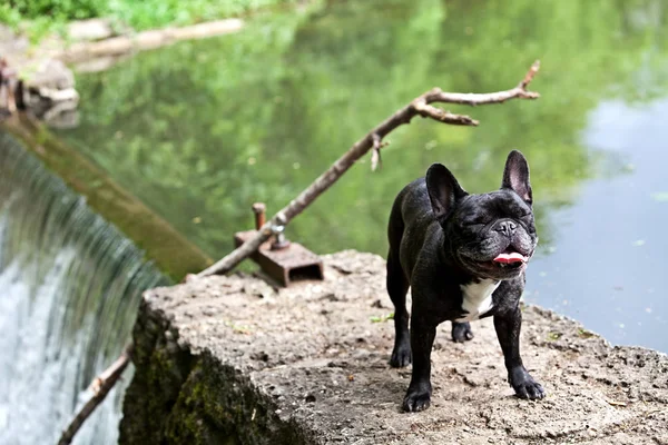 Bulldog Francés Con Una Bonita Pose Para Cámara — Foto de Stock