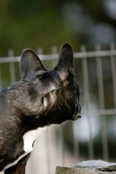 Back Head French Bulldog — Stock Photo, Image