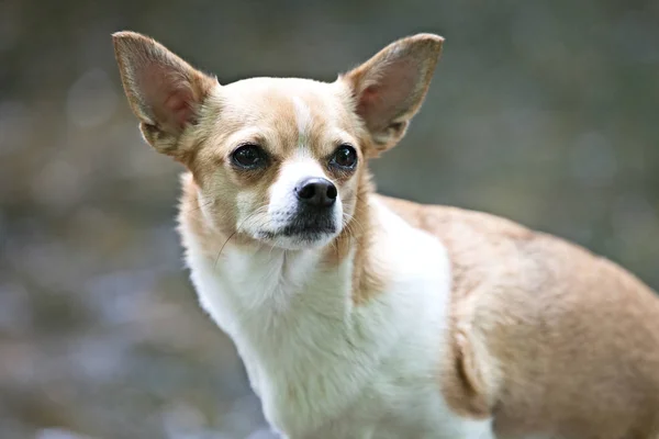 Chihuahua Perro Con Una Bonita Pose Para Cámara —  Fotos de Stock