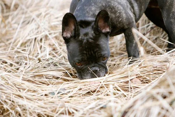 French Bulldog Sniffing Dry Grass — Stock Photo, Image