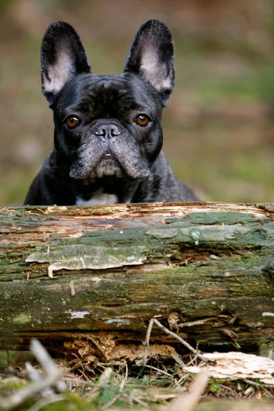 法国斗牛犬背后的木材原木 — 图库照片
