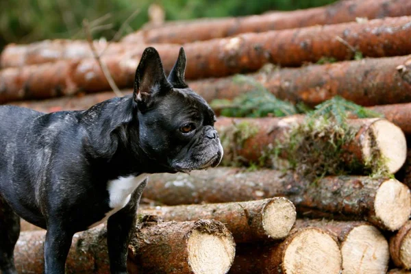 木製の丸太の多く前に子犬の立っています — ストック写真