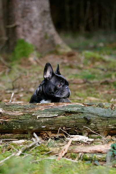 French Bulldog Log Wood — Stock Photo, Image