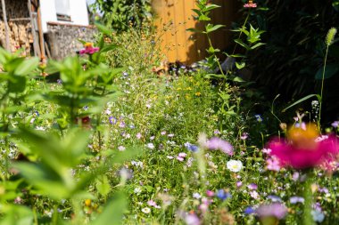 Bir sürü farklı çiçek ve çiçekleri güzel çayır