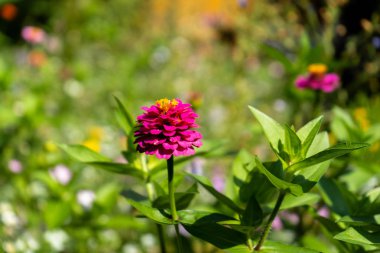 Bir sürü farklı çiçek ve çiçekleri güzel çayır