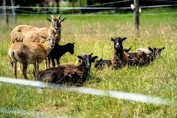 Herd of mouflons with lambs on a meadow on the farm