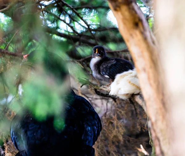 Preto Fugiu Sentado Ramo Baixo Undergrowth — Fotografia de Stock