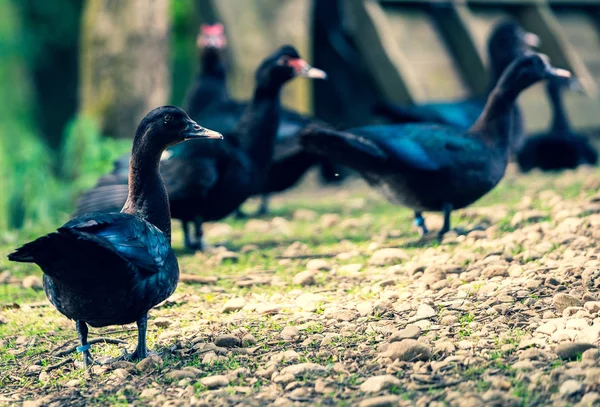 一群黑卡尤加的鸭子在灌木丛中漫步 — 图库照片
