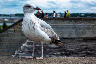 Beton parapet üzerinde küçük albatrous kuş duran