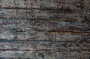 Antik woodpanels tarihi bir dükkanda tavan kaplama