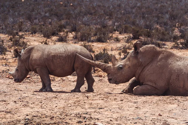 A white Rhino mother with her baby in private game reserve
