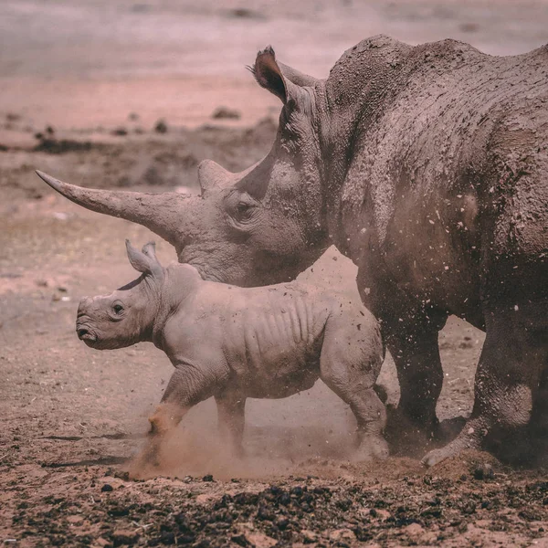 White Rhino Mother Her Baby Private Game Reserve — Stock Photo, Image