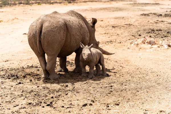 A white Rhino mother with her baby in private game reserve