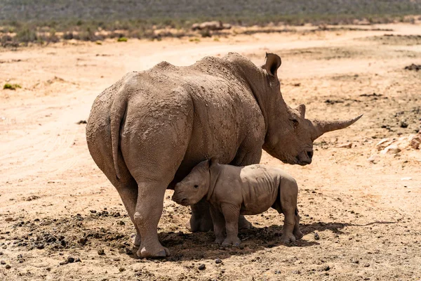 A white Rhino mother with her baby in private game reserve