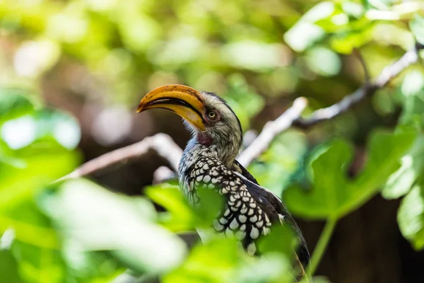 Ein Gelbschnabelhornvogel Sitzt Auf Einem Baum Zwischen Blättern — Stockfoto