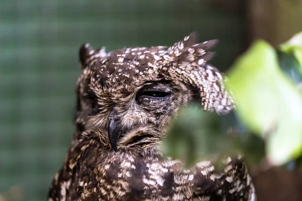 Uma Coruja Águia Manchada Com Apenas Olho Estação Resgate Aves — Fotografia de Stock