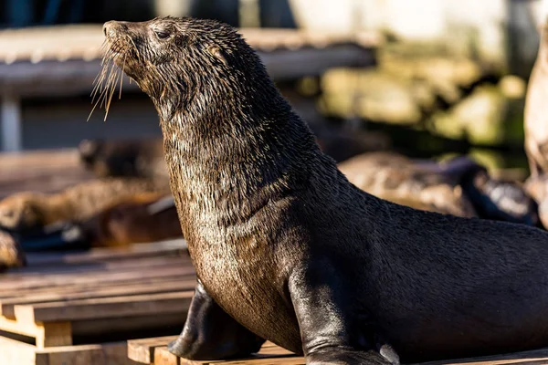 African seal standing in Capetown harbor on a seal platform built by the Two Oceans Aquarium