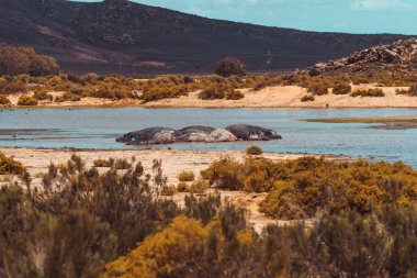 Suaygırları sürüsü içinde su birikintisinin yatıyor