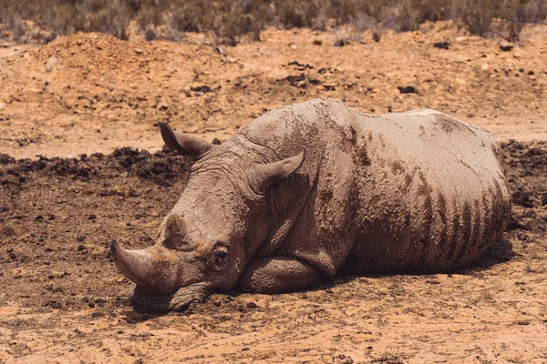 Rhinoceros Laying Calm Relaxed Brown Sand — Stock Photo, Image