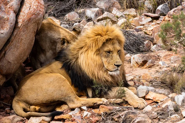 美丽的狮子休息和环顾四周的图像 — 图库照片