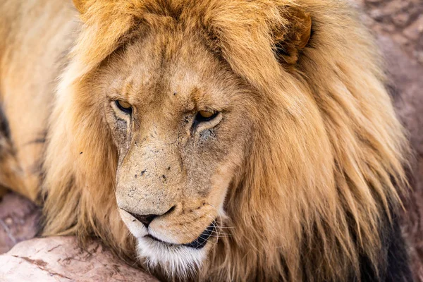 特写镜头图片的美丽的狮子休息和环顾四周 — 图库照片