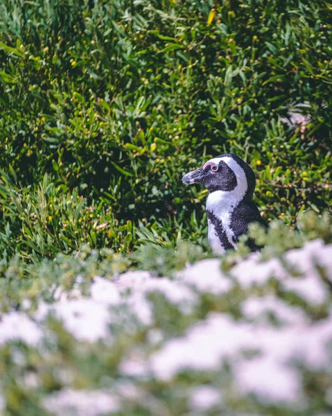 Afrikanska Penguin Njuta Solen Sanden — Stockfoto