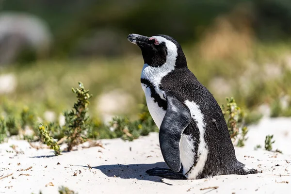 Afrikanska Penguin Njuta Solen Sanden — Stockfoto