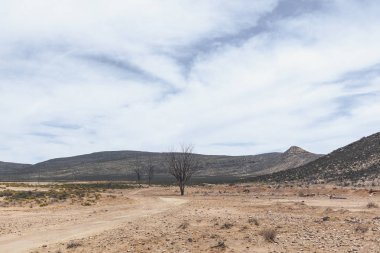 Savannah yalnız ağaçlar