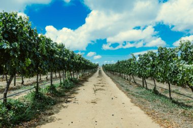 Güney Afrikalı bağ