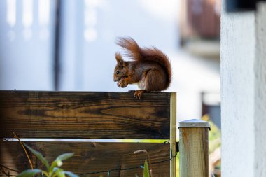 Bir gardenwall üzerinde bir ceviz yemek sincap