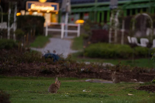 Divoký králík na louce — Stock fotografie