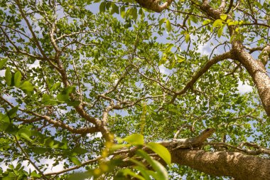 İguana ağaçta oturuyor.