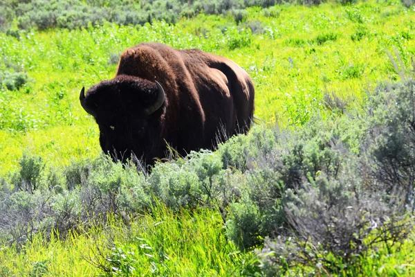 Bizon Yellowstone Milli Parkı'nda fotoğrafı.