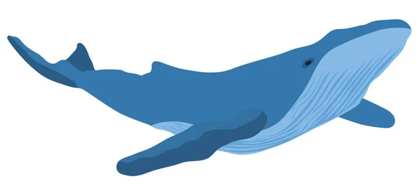 Ilustração Vetorial Uma Baleia Azul Isolada Sobre Fundo Branco —  Vetores de Stock